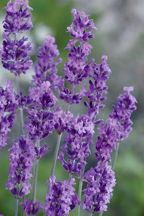 Munstead English Lavender - 6 Pack Of Pint Pots 1 Munstead English Lavender - 6 Pack Of Pint Pots