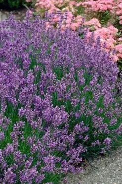Munstead English Lavender - 6 Pack Of Pint Pots 9 Munstead English Lavender - 6 Pack Of Pint Pots -Shrub Plant Shop lavandula angustifolia munstead english lavender 3