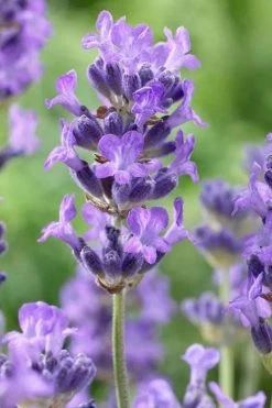 Munstead English Lavender - 6 Pack Of Pint Pots 10 Munstead English Lavender - 6 Pack Of Pint Pots -Shrub Plant Shop lavandula angustifolia munstead english lavender 5