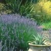 Provence French Lavender - 5 Pack Of Quart Pots