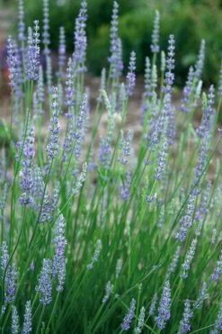 Provence French Lavender - 5 Pack Of Quart Pots -Shrub Plant Shop lavandula20intermedia provencer french lavender 103