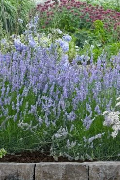 Provence French Lavender - 5 Pack Of Quart Pots -Shrub Plant Shop lavandula20intermedia provencer french lavender 106