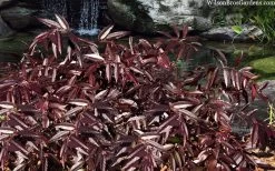 Rejoyce Coast Leucothoe (Leucothoe Axillaris) - 3 Gallon Pot -Shrub Plant Shop leucothoe axillaris rejoyce 10