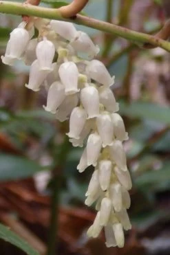 Rejoyce Coast Leucothoe (Leucothoe Axillaris) - 3 Gallon Pot -Shrub Plant Shop leucothoe axillaris rejoyce 11