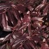 Rejoyce Coast Leucothoe (Leucothoe Axillaris) - 3 Gallon Pot