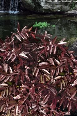 Rejoyce Coast Leucothoe (Leucothoe Axillaris) - 3 Gallon Pot -Shrub Plant Shop leucothoe axillaris rejoyce 3