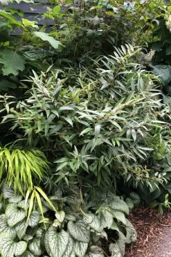 Rejoyce Coast Leucothoe (Leucothoe Axillaris) - 3 Gallon Pot -Shrub Plant Shop leucothoe axillaris rejoyce 7