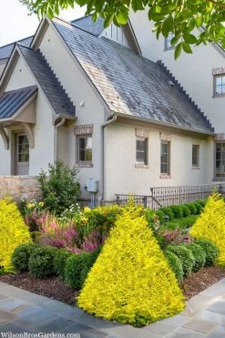 Sunshine Ligustrum - 1 Gallon Pot -Shrub Plant Shop ligustrum sunshine 102