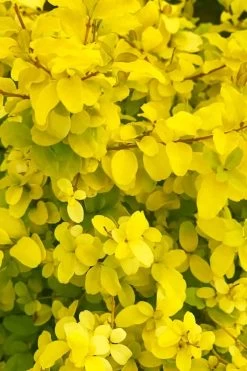 Sunshine Ligustrum - 1 Gallon Pot -Shrub Plant Shop ligustrum sunshine 108