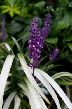 Okina Liriope (Frosted Monkey Grass) - 6 Pack Of 1 Gallon Pots -Shrub Plant Shop liriope muscari okina lilyturf 4