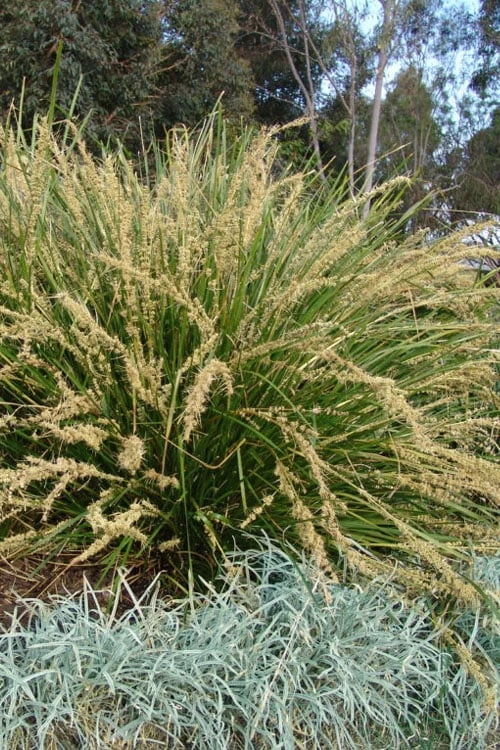 Katrinus Deluxe Lomandra - 1 Gallon Pot 1 Katrinus Deluxe Lomandra - 1 Gallon Pot