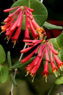Honey Coral Red Trumpet Honeysuckle - 1 Gallon Pot -Shrub Plant Shop lonicera sempervirens honey coral red trumpet honeysuckle 4