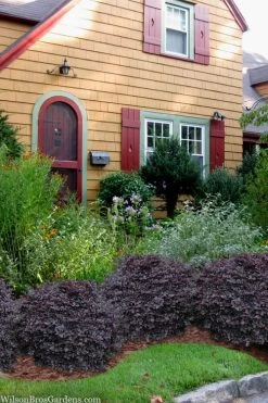 Cerise Charm Dwarf Loropetalum - 1 Gallon Pot -Shrub Plant Shop loropetalum cerise charm 3