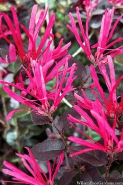 Cerise Charm Dwarf Loropetalum - 6 Pack Of 1 Gallon Pots -Shrub Plant Shop loropetalum cerise charm 4 1