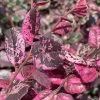 Ruby Parfait Loropetalum (Fringe Flower) - 1 Gallon Pot