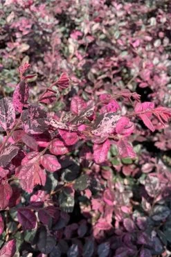Ruby Parfait Loropetalum (Fringe Flower) - 1 Gallon Pot -Shrub Plant Shop loropetalum chinense ruby parfait fringe flower 2