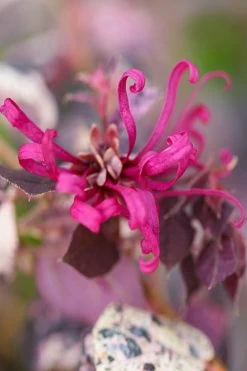 Ruby Parfait Loropetalum (Fringe Flower) - 1 Gallon Pot -Shrub Plant Shop loropetalum chinense ruby parfait fringe flower 3