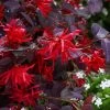 Ever Red Loropetalum (Chinese Fringeflower) - 2 Gallon Pot