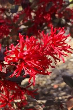 Ever Red Loropetalum (Chinese Fringeflower) - 2 Gallon Pot -Shrub Plant Shop loropetalum ever red 21