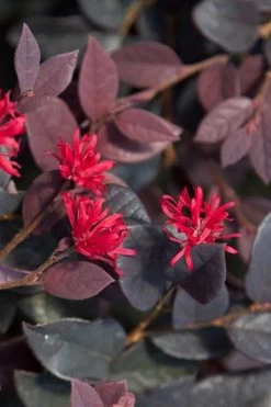 Red Diamond Loropetalum - 7 Gallon Pot -Shrub Plant Shop loropetalum red diamond 20