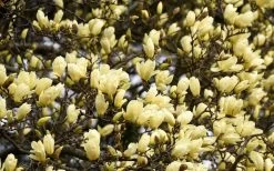 Elizabeth Magnolia (Tulip Tree) - 5 Gallon Pot -Shrub Plant Shop magnolia elizabeth 15