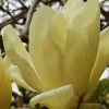 Elizabeth Magnolia (Tulip Tree) - 5 Gallon Pot