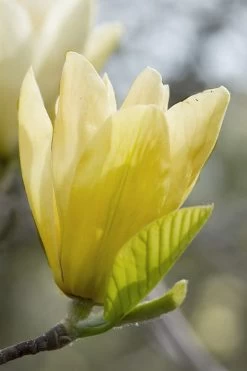 Elizabeth Magnolia (Tulip Tree) - 5 Gallon Pot -Shrub Plant Shop magnolia elizabeth 2