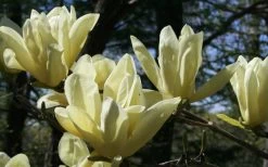 Elizabeth Magnolia (Tulip Tree) - 5 Gallon Pot -Shrub Plant Shop magnolia elizabeth 4