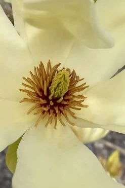 Elizabeth Magnolia (Tulip Tree) - 5 Gallon Pot -Shrub Plant Shop magnolia elizabeth 6