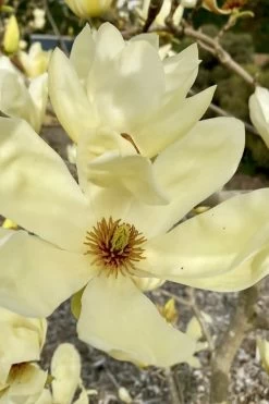 Elizabeth Magnolia (Tulip Tree) - 5 Gallon Pot -Shrub Plant Shop magnolia elizabeth 7