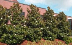 Little Gem Dwarf Southern Magnolia - 5 Gallon Pot -Shrub Plant Shop magnolia little gem 11