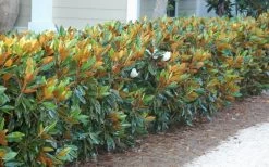 Little Gem Dwarf Southern Magnolia - 5 Gallon Pot -Shrub Plant Shop magnolia little gem 12
