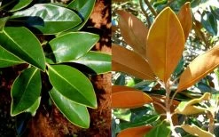 Little Gem Dwarf Southern Magnolia - 5 Gallon Pot -Shrub Plant Shop magnolia little gem 16