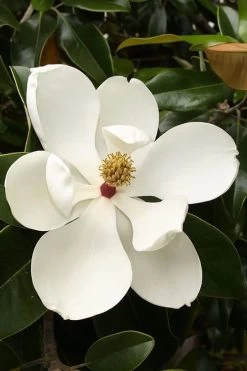 Teddy Bear Dwarf Southern Magnolia - 7 Gallon Pot (3-4') -Shrub Plant Shop magnolia teddy bear 3