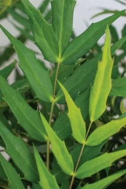 Funky Flow Mahonia - 3 Gallon Pot 10 Funky Flow Mahonia - 3 Gallon Pot -Shrub Plant Shop mahonia funky flow 1
