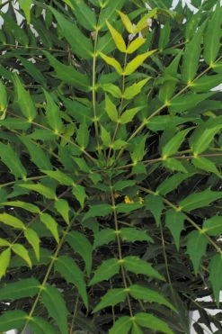 Funky Flow Mahonia - 3 Gallon Pot 11 Funky Flow Mahonia - 3 Gallon Pot -Shrub Plant Shop mahonia funky flow 500x750 1