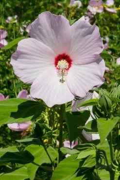 Rose Mallow Hardy Hibiscus (Hibiscus Moscheutos) - 1 Gallon Pot -Shrub Plant Shop mallow rose 500x750 1