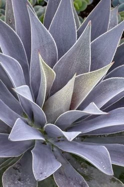 Lavender Lady Mangave - 1 Gallon Pot 8 Lavender Lady Mangave - 1 Gallon Pot -Shrub Plant Shop mangave lavender lady 1