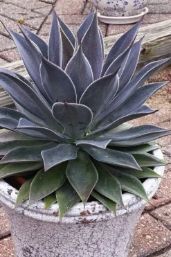 Lavender Lady Mangave - 1 Gallon Pot 9 Lavender Lady Mangave - 1 Gallon Pot -Shrub Plant Shop mangave lavender lady 3