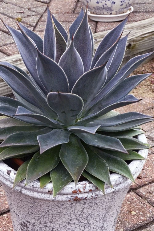 Lavender Lady Mangave - 1 Gallon Pot 5 Lavender Lady Mangave - 1 Gallon Pot - Image 5