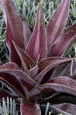 Mission To Mars Mangave - 1 Gallon Pot 9 Mission To Mars Mangave - 1 Gallon Pot -Shrub Plant Shop mangave mission to mars 2