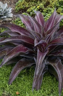 Mission To Mars Mangave - 1 Gallon Pot 8 Mission To Mars Mangave - 1 Gallon Pot -Shrub Plant Shop mangave mission to mars 5