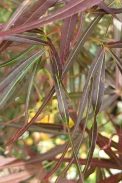 Ribbon Leaf Japanese Maple (Acer Palmatum 'Atrolineare') - 3 Gallon Pot -Shrub Plant Shop maple japanese filifera purpurea 2 500x750 1