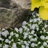 White Flowering Mazus - 6 Pack Of Pint Pots