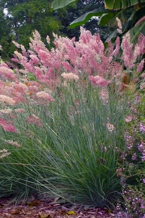 Savannah Ruby Grass (Melinus Nerviglumis) - 6 Pack Of 1 Gallon Pots 1 Savannah Ruby Grass (Melinus Nerviglumis) - 6 Pack Of 1 Gallon Pots