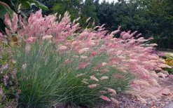 Savannah Ruby Grass (Melinus Nerviglumis) - 6 Pack Of 1 Gallon Pots 8 Savannah Ruby Grass (Melinus Nerviglumis) - 6 Pack Of 1 Gallon Pots -Shrub Plant Shop melinus nerviglumis ruby grass 7