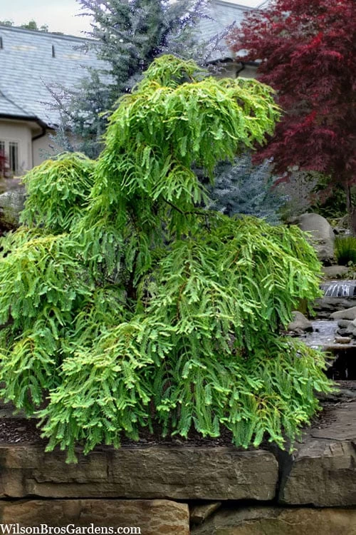 Miss Grace Weeping Dawn Redwood Tree (Metasequoia) - 3 Gallon Pot 5 Miss Grace Weeping Dawn Redwood Tree (Metasequoia) - 3 Gallon Pot - Image 5
