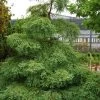 Miss Grace Weeping Dawn Redwood Tree (Metasequoia) - 3 Gallon Pot