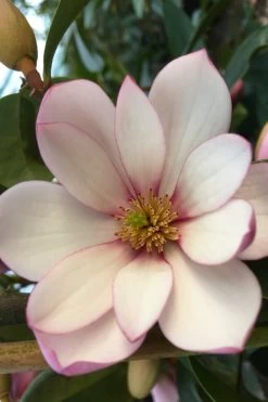 Fairy Blush Magnolia - 3 Gallon Pot -Shrub Plant Shop michelia yunnanensis hybrid fairy blush magnolia 4