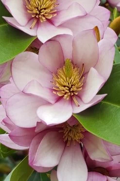 Fairy Blush Magnolia - 3 Gallon Pot -Shrub Plant Shop michelia yunnanensis hybrid fairy blush magnolia 5